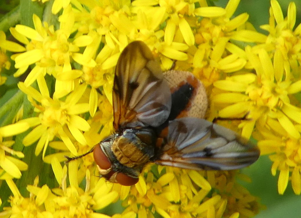 Tachinidae:  Ectophasia crassipennis ?  S